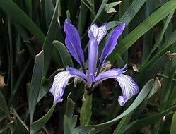 Image result for Iris lactea