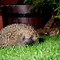 Image result for Baby Hedgehog Side View