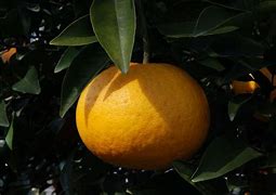 Image result for Citrus Amanatsu
