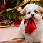 Image result for Merry Christmas Funny Animals