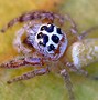 Image result for Cyclops Spider
