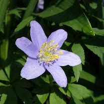 Anemone nemorosa Blue Beauty 2J എന്നതിനുള്ള ഇമേജ് ഫലം
