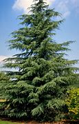 Image result for Cedre Cotes Lot Cedrus