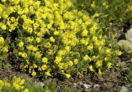 Image result for Vitaliana primuliflora