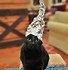 Image result for Tinfoil Hat Cat Meme