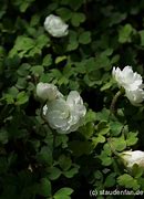 Image result for Oxalis magellanica Nelson