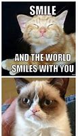 Image result for Grumpy Cat Meems Clean