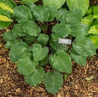 Image result for Hosta Lady in Red