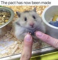 Image result for Hamster Drugs Meme