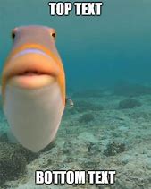 Image result for Fish Stare Meme