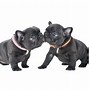 Image result for Cute French Bulldog