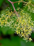 Image result for Grape Flowers
