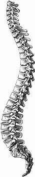 Image result for Spinal Column Clip Art