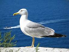 foto di gabbiano il gabbiano fauna marina mediterraneo foto di gabbiano il gabbiano fauna marina mediterraneo