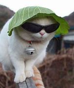 Image result for Funny Cat with Glasses