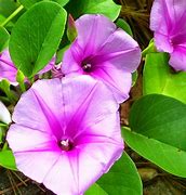 Image result for Beach Morning Glory