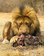 Image result for What Can a Lion Eat