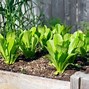 Image result for Square Foot Vegetable Garden