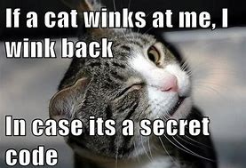 Image result for No Secret Meme Cat