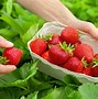 Image result for Picking Summer Strawberries