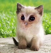 Image result for Baby Cat Baby Owl