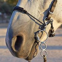 Image result for Combination Bits for Horses