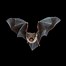 Image result for Different Bats