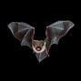 Image result for Bat Types