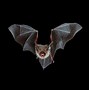 Image result for Bat Species Native to South Georgia