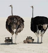 Image result for Ostriches Head in Sand