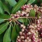 Image result for Pieris japonica Valley Valentine