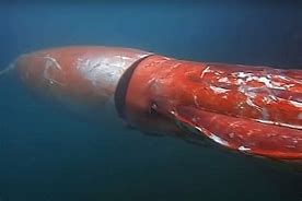 Image result for King Squid