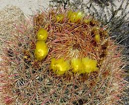 Image result for California Desert Barrel Cactus