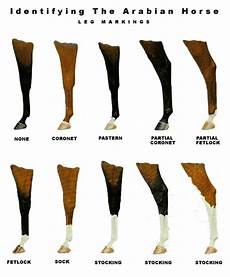 Leg Markings Level 1 Amp 2 Horse Markings Horse