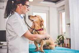 Image result for Veterinary Services