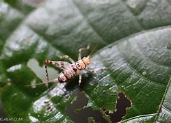 Image result for Orange Cricket Insect