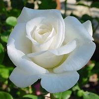 Image result for White Hybrid Tea Roses