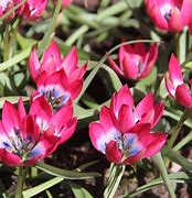 Image result for Tulipa Little Beauty