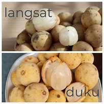 Image result for Langsat vs Luku