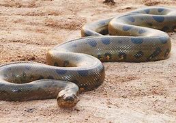 Image result for anaconda