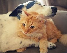 Image result for Cat and Dog Hug