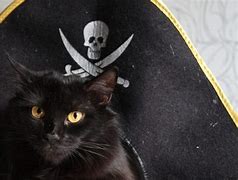 Image result for Pirate Cat Names