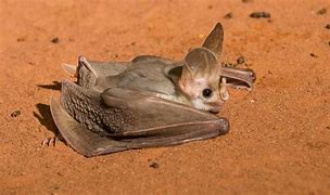 Image result for Ghost Bat Beautiful