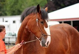 Image result for Small Draft Horse Breeds