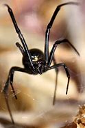 Image result for Black Widow Mimic Spider