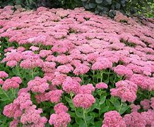 Image result for Sedum erwesii