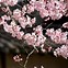 Image result for Japan Cherry Blossom in Yokohama
