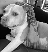 Image result for Happy Pit Bull
