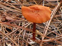 Image result for Flat Mushrooms