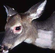Image result for EHD Deer